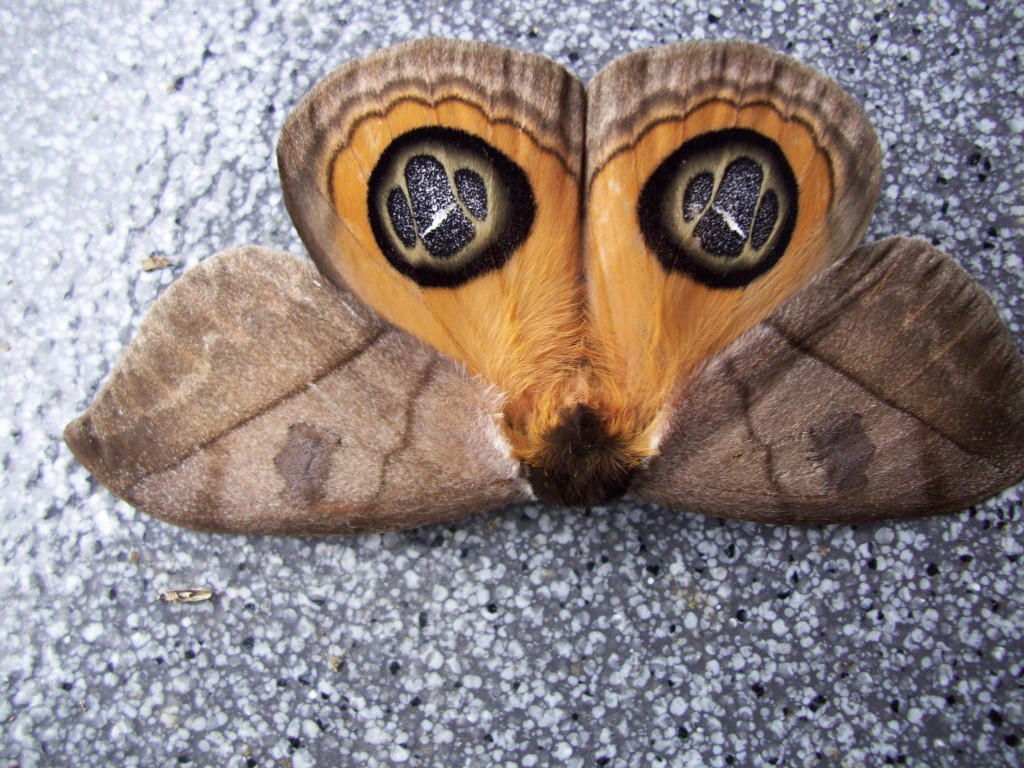 Foto: Mariposa - Aquitania (Boyacá), Colombia