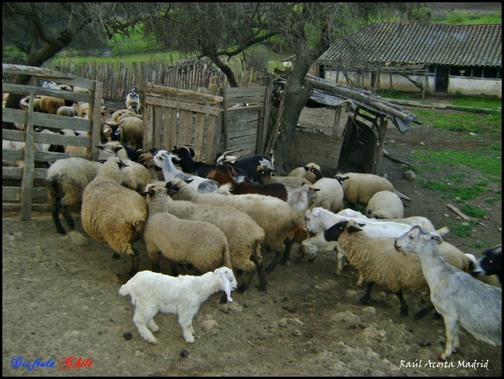 Foto de El Romeral (Libertador General Bernardo OʼHiggins), Chile