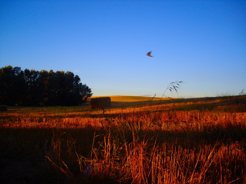 Foto: tierra de campos - Aguilar De Campos (Valladolid), España