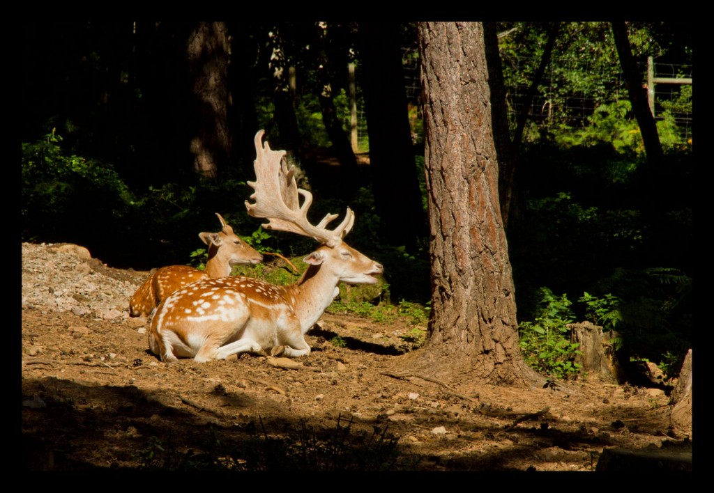 Foto de Parque la Cuniacha (Huesca), España