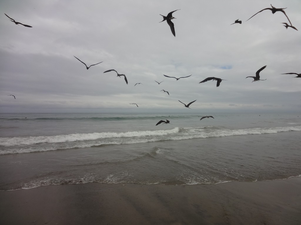 Foto: Gaviotas - Crucita (Manabí), Ecuador