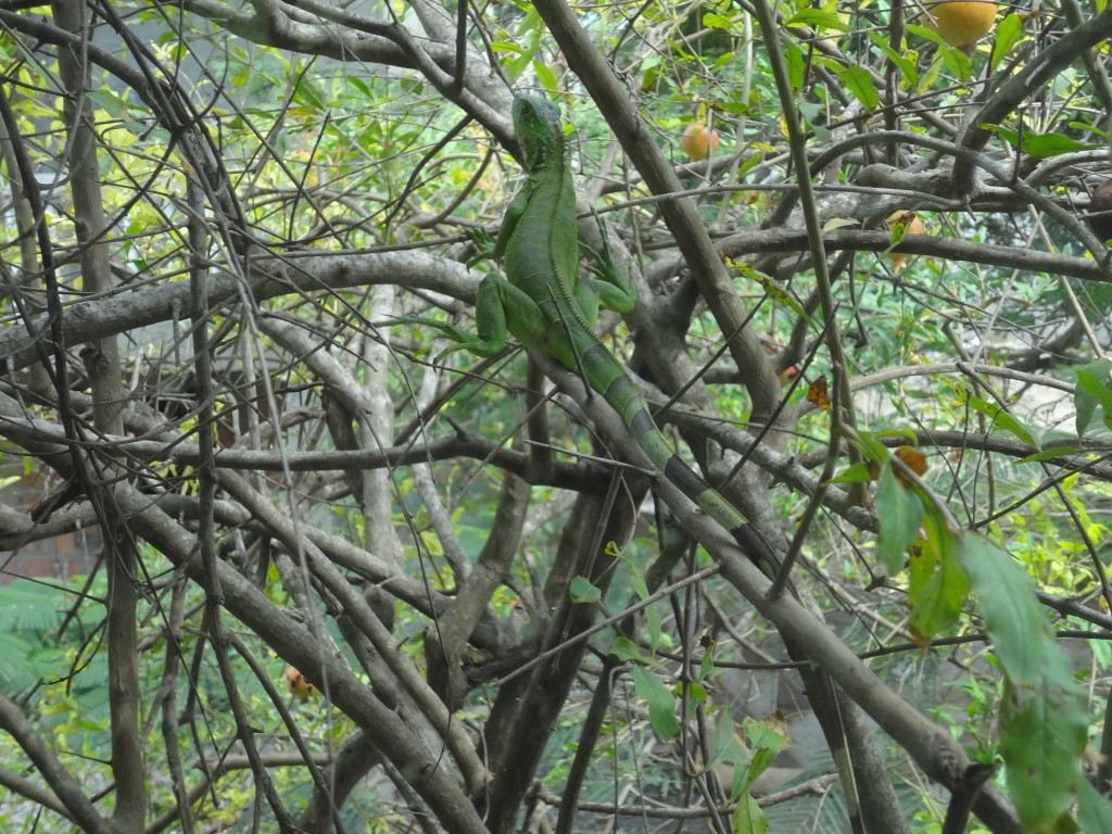 Foto: Iguana Verde - Crucita (Manabí), Ecuador