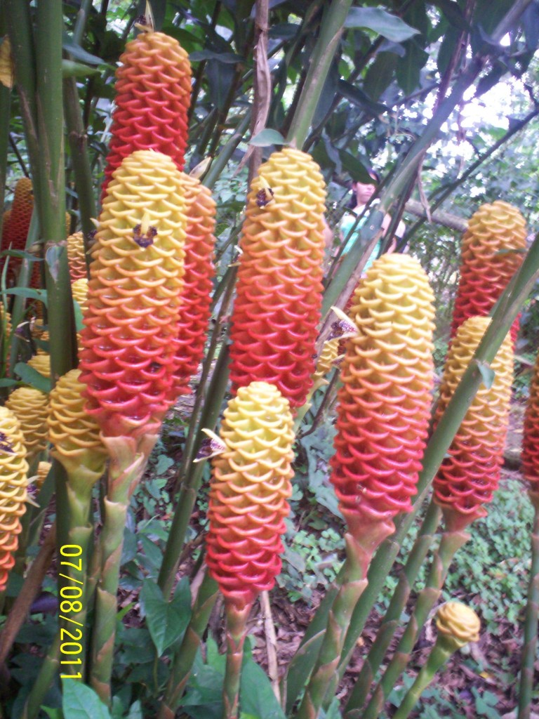 Foto de San Carlos (La Marina) (Alajuela), Costa Rica