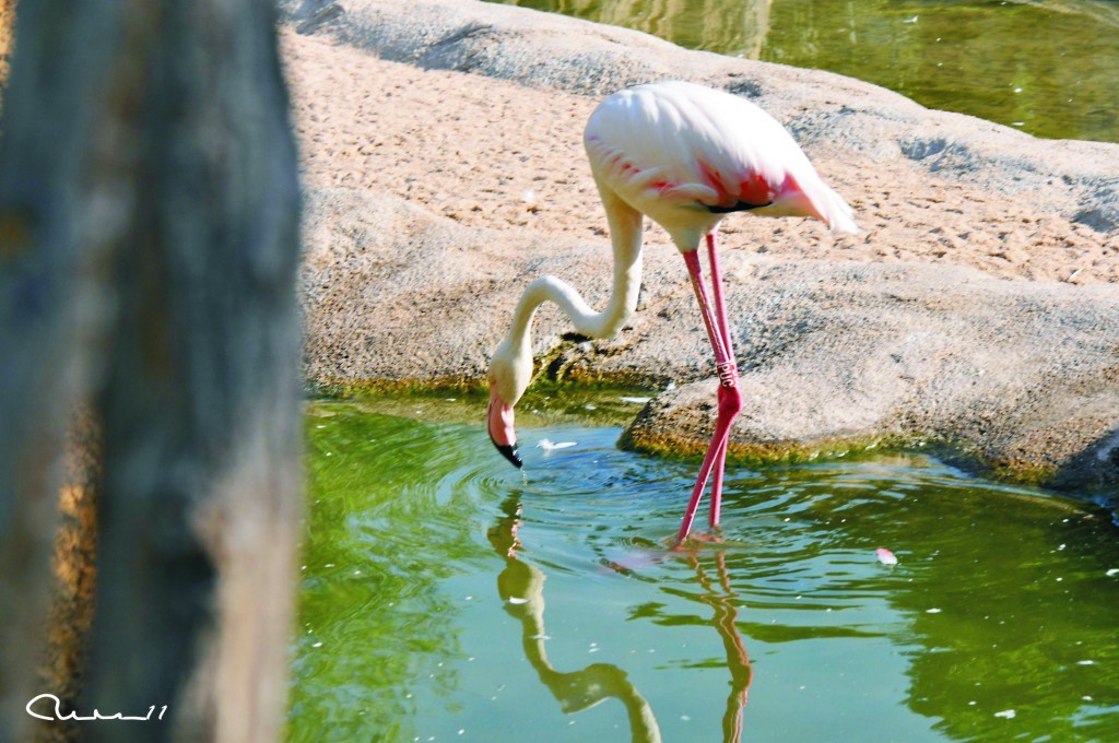 Foto: Bioparc - Valencia (València), España