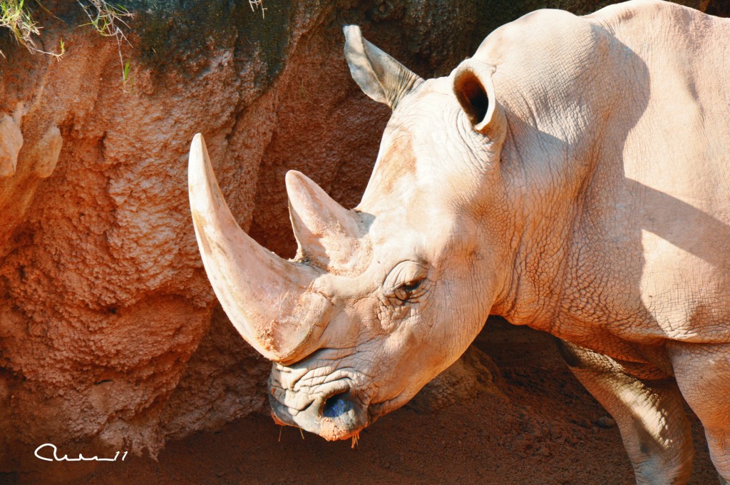 Foto: Bioparc - Valencia (València), España