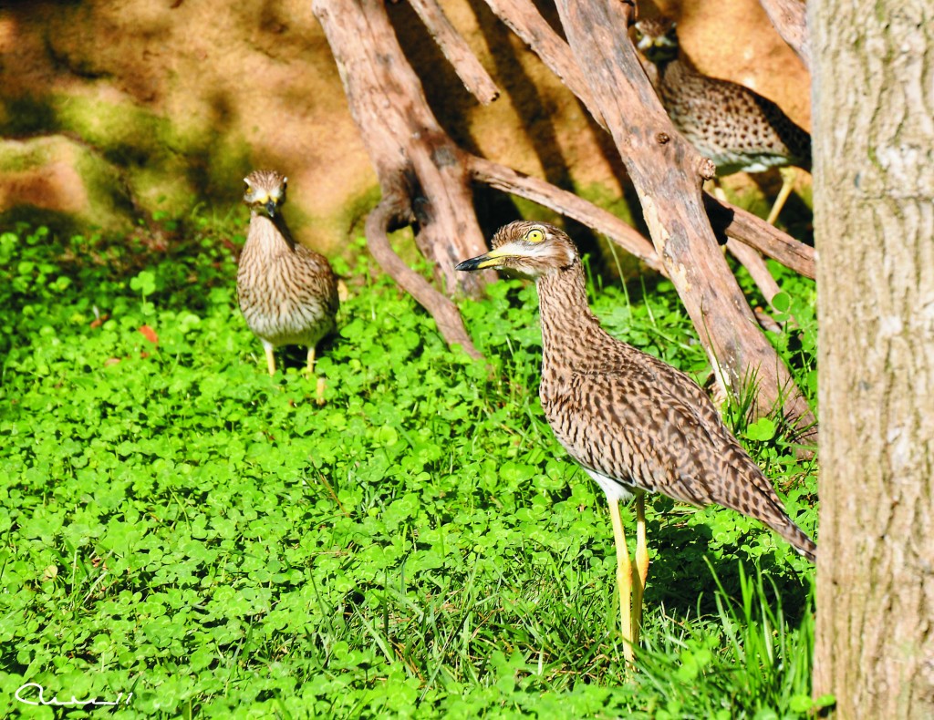 Foto: Bioparc - Valencia (València), España