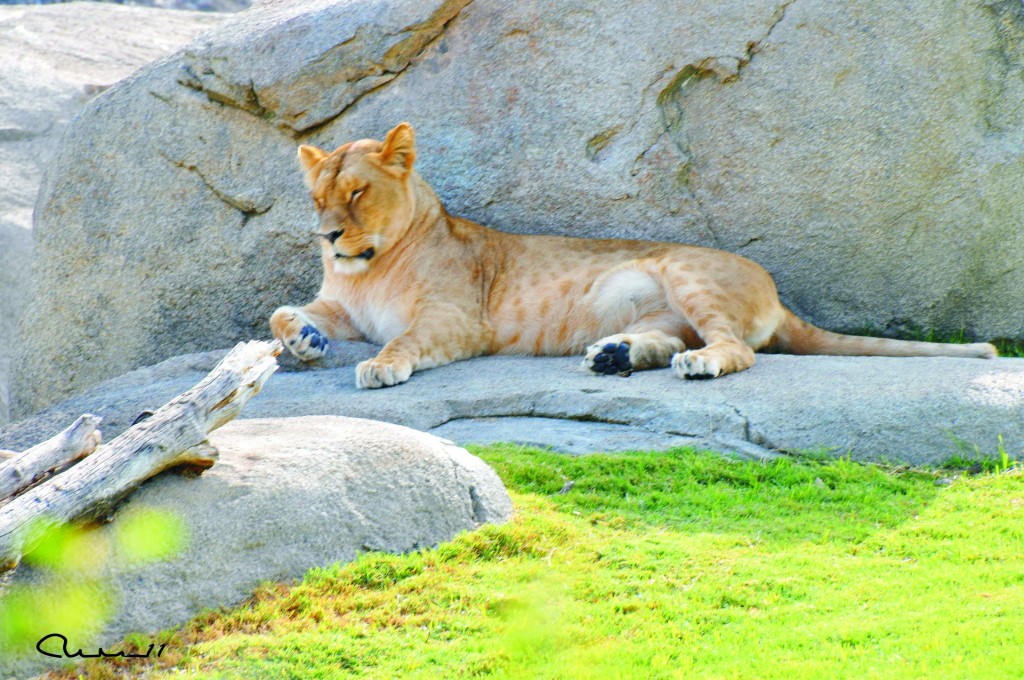 Foto: Bioparc - Valencia (València), España