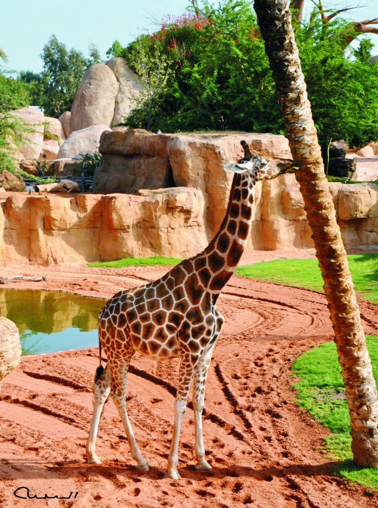 Foto: Bioparc - Valencia (València), España