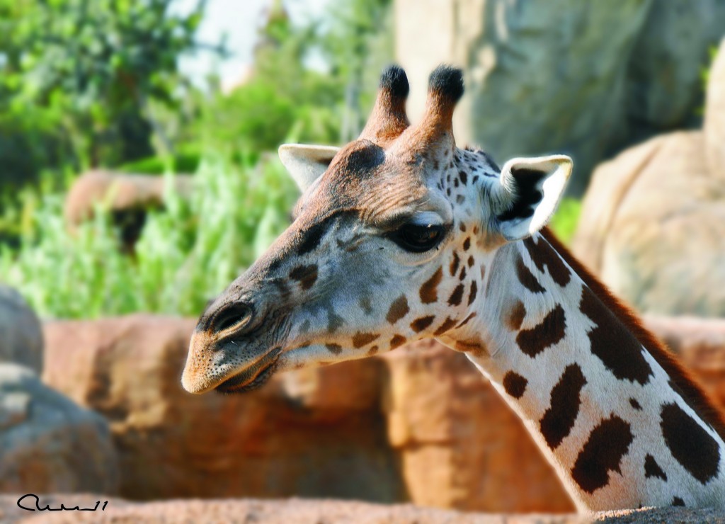 Foto: Bioparc - Valencia (València), España