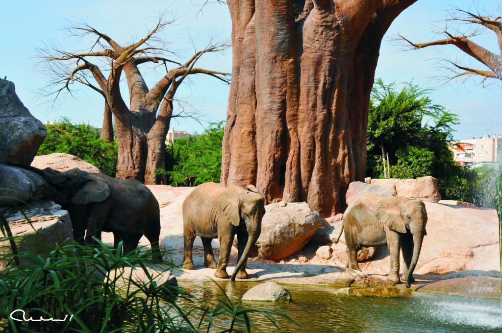 Foto: Bioparc - Valencia (València), España