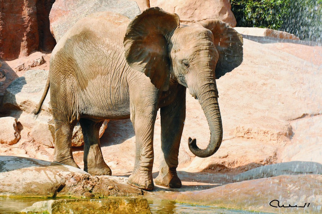 Foto: Bioparc - Valencia (València), España