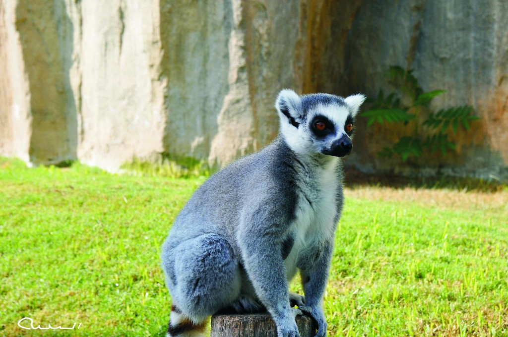 Foto: Bioparc - Valencia (València), España