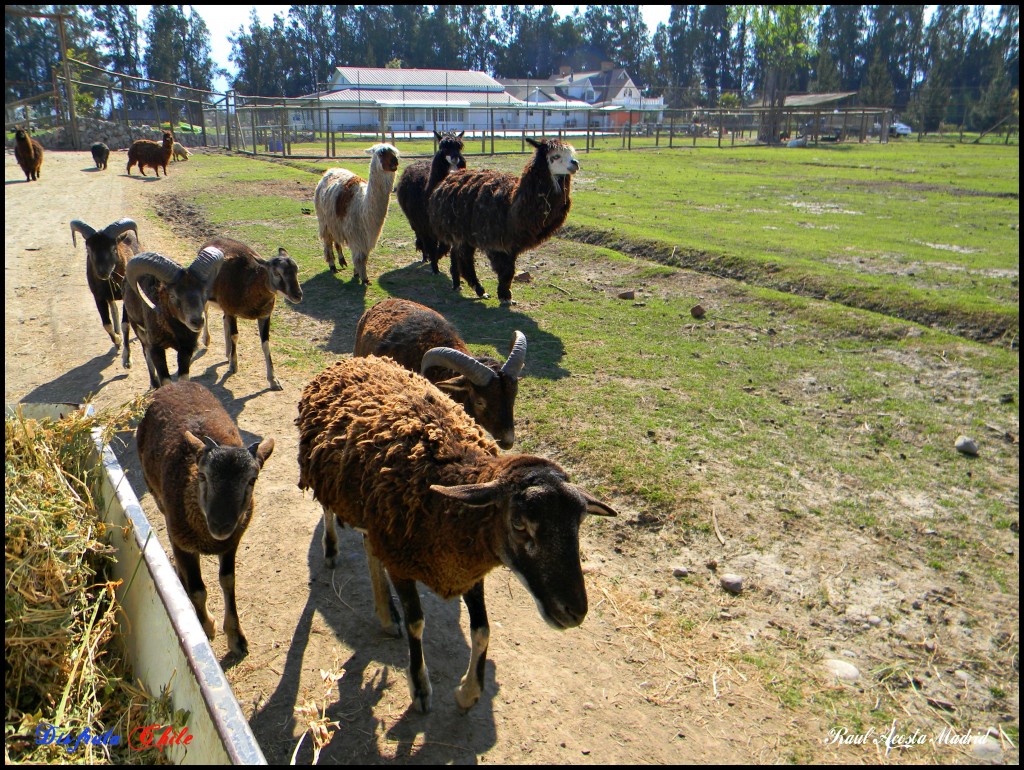 Foto de Rancagua (Libertador General Bernardo OʼHiggins), Chile