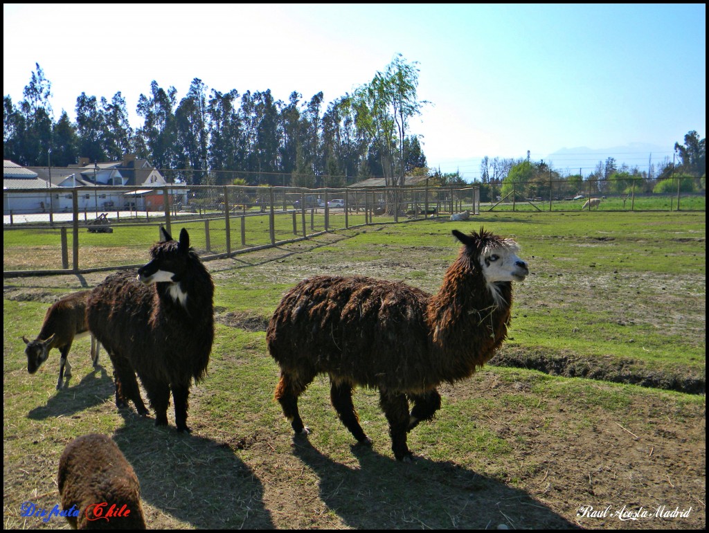 Foto de Rancagua (Libertador General Bernardo OʼHiggins), Chile