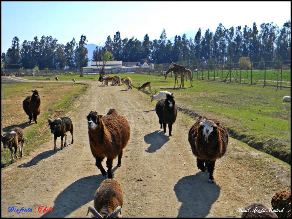 Foto de Rancagua (Libertador General Bernardo OʼHiggins), Chile