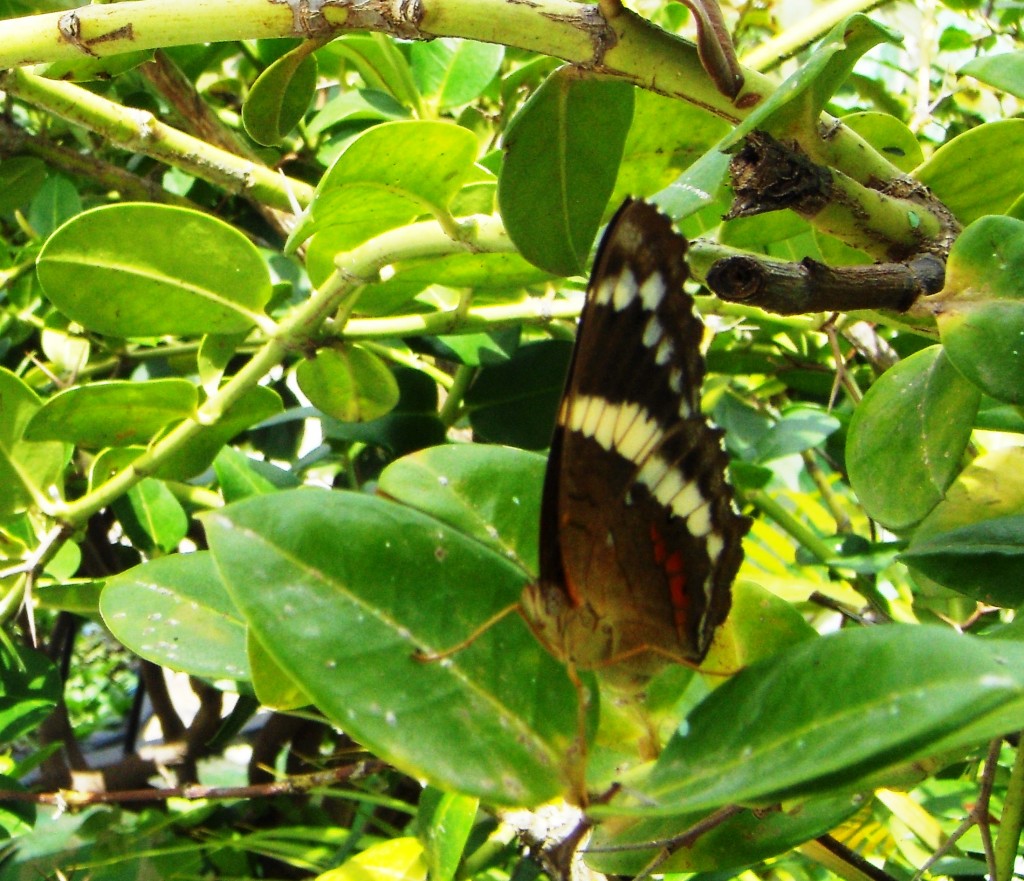 Foto: mariposa - Tapachula (Chiapas), México