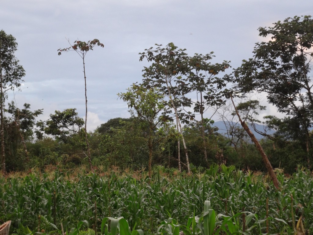 Foto: Sembrio - Shell (Pastaza), Ecuador