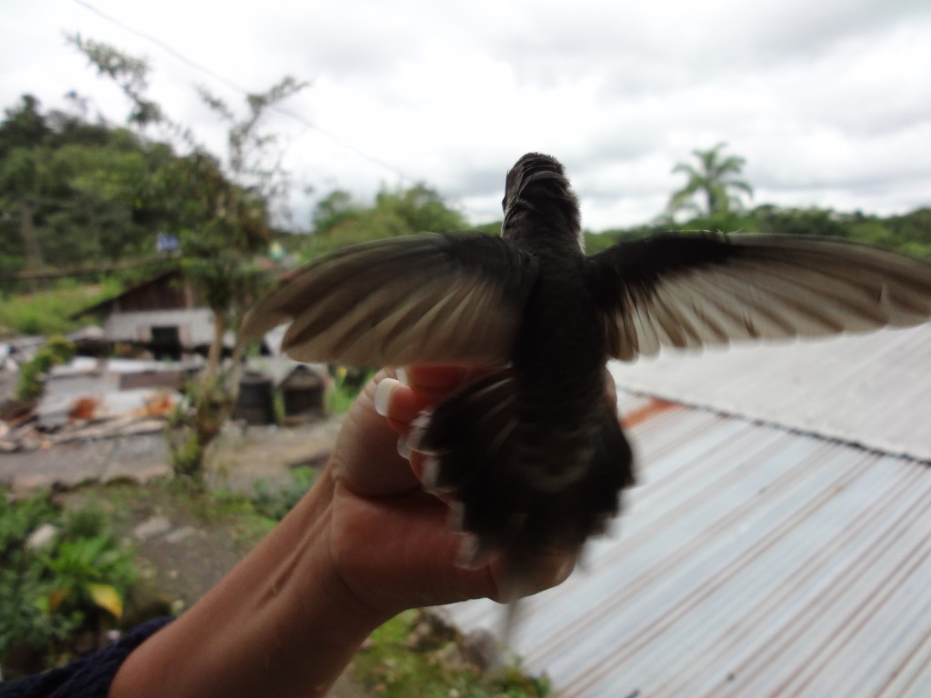 Foto: Colibrí - Shell (Pastaza), Ecuador