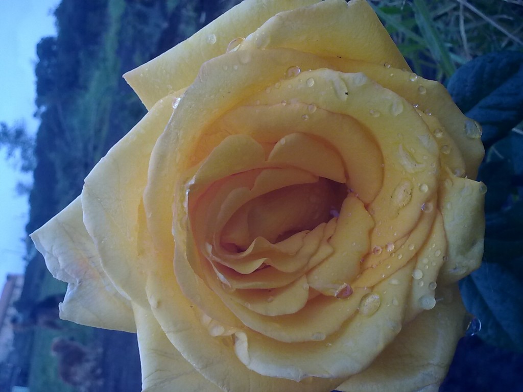 Foto: Flor - Bayushig (Chimborazo), Ecuador