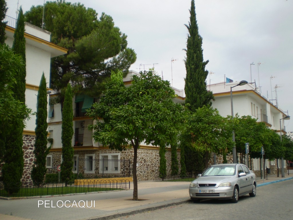 Foto: PELOCAQUI - Palma Del Rio (Córdoba), España