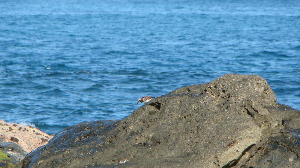 Foto de Bocas (Bocas del Toro), Panamá