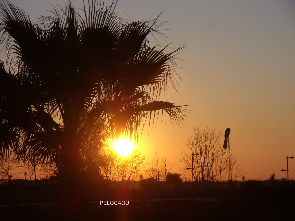 Foto: PELOCAQUI - Palma Del Rio (Córdoba), España