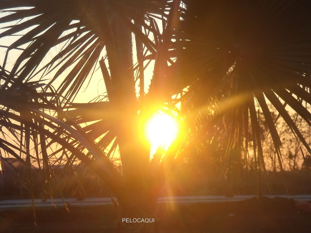 Foto: PELOCAQUI - Palma Del Rio (Córdoba), España