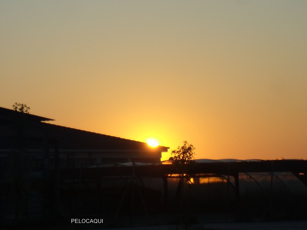 Foto: PELOCAQUI - Palma Del Rio (Córdoba), España