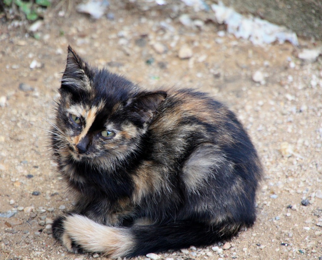 Foto: Gatito - Monreale (Sicily), Italia