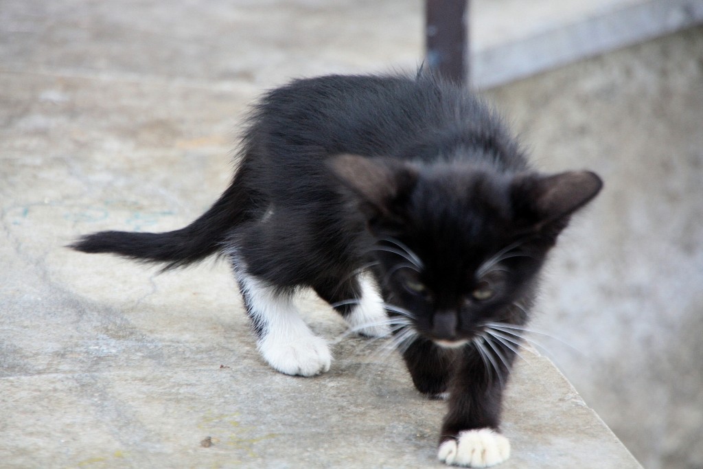 Foto: Gatito - Monreale (Sicily), Italia