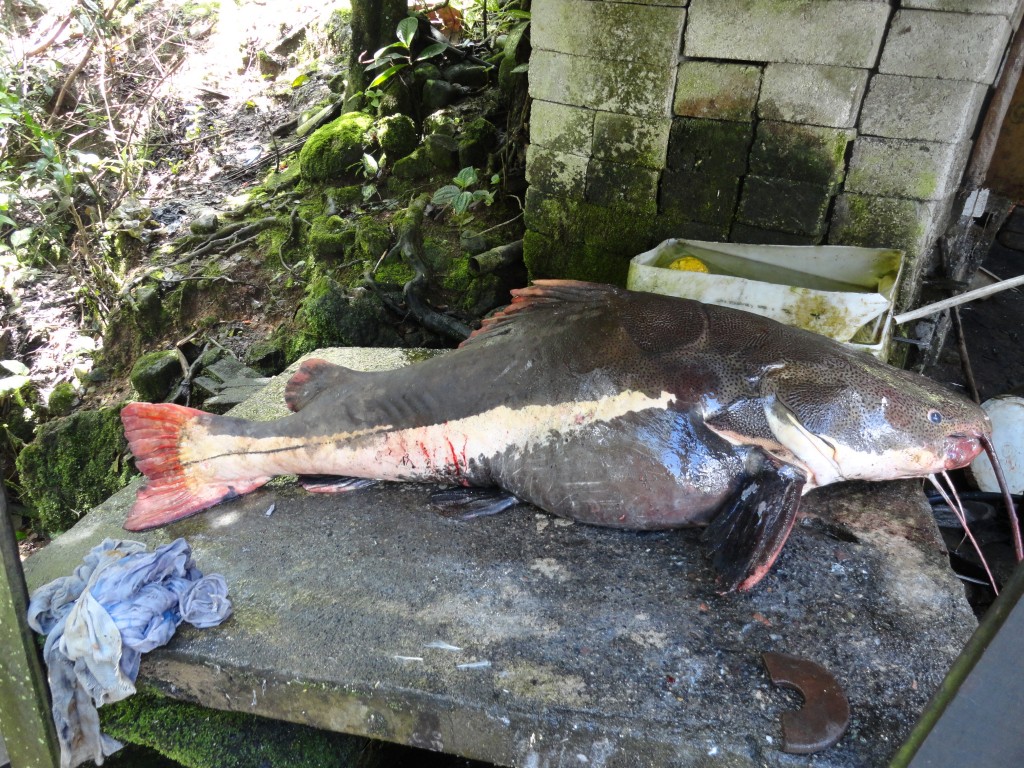 Foto: Bagre - Shell (Pastaza), Ecuador