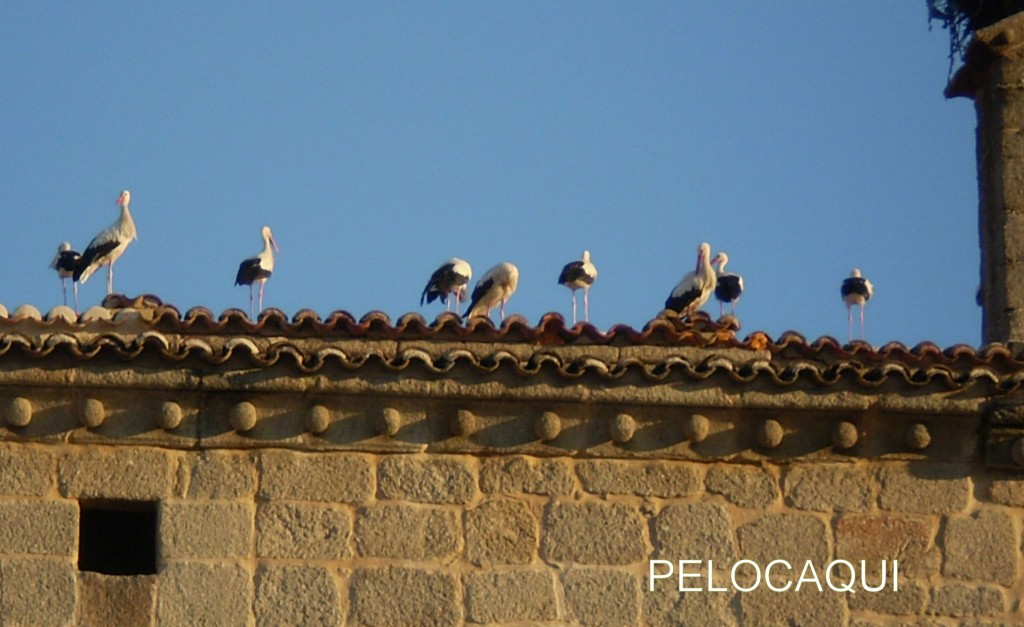 Foto de Palma Del Rio (Córdoba), España