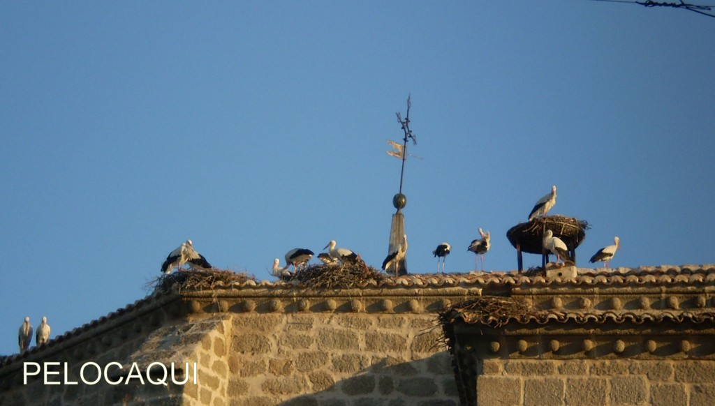 Foto de Palma Del Rio (Córdoba), España