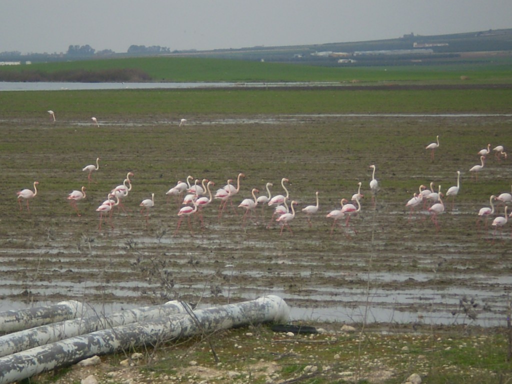 Foto de Palma Del Rio (Córdoba), España