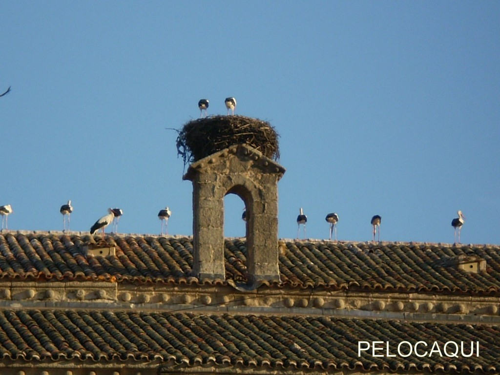 Foto de Palma Del Rio (Córdoba), España