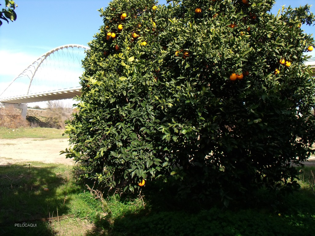 Foto de Palma Del Rio (Córdoba), España