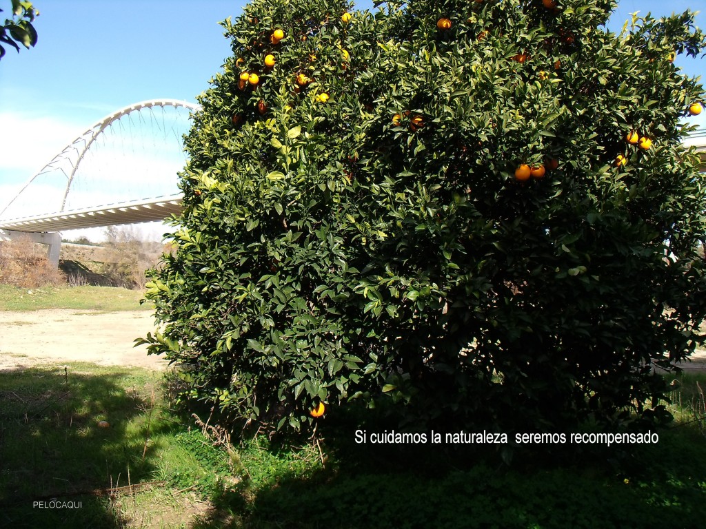 Foto de Palma Del Rio (Córdoba), España