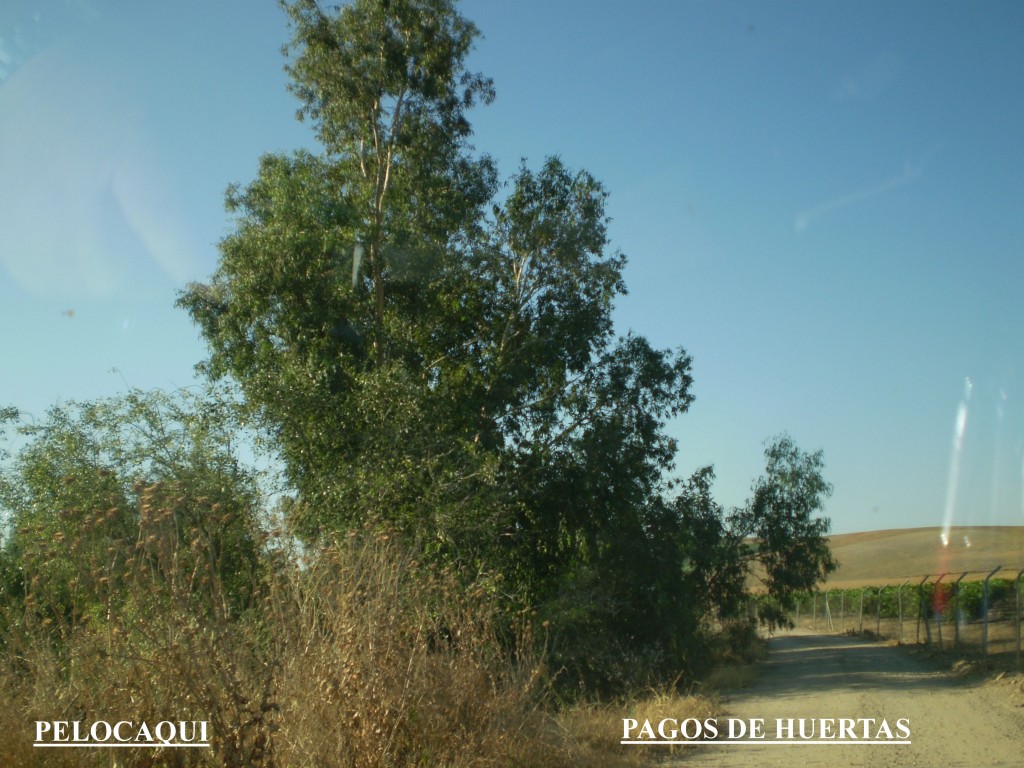 Foto de Palma Del Rio (Córdoba), España