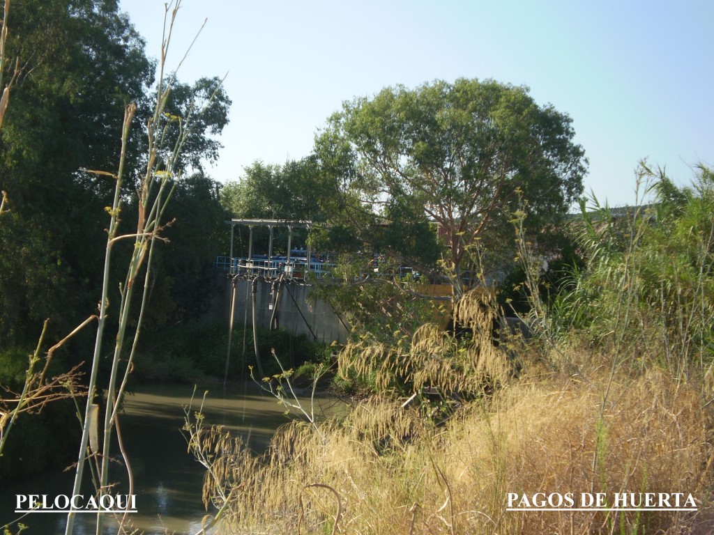 Foto de Palma Del Rio (Córdoba), España