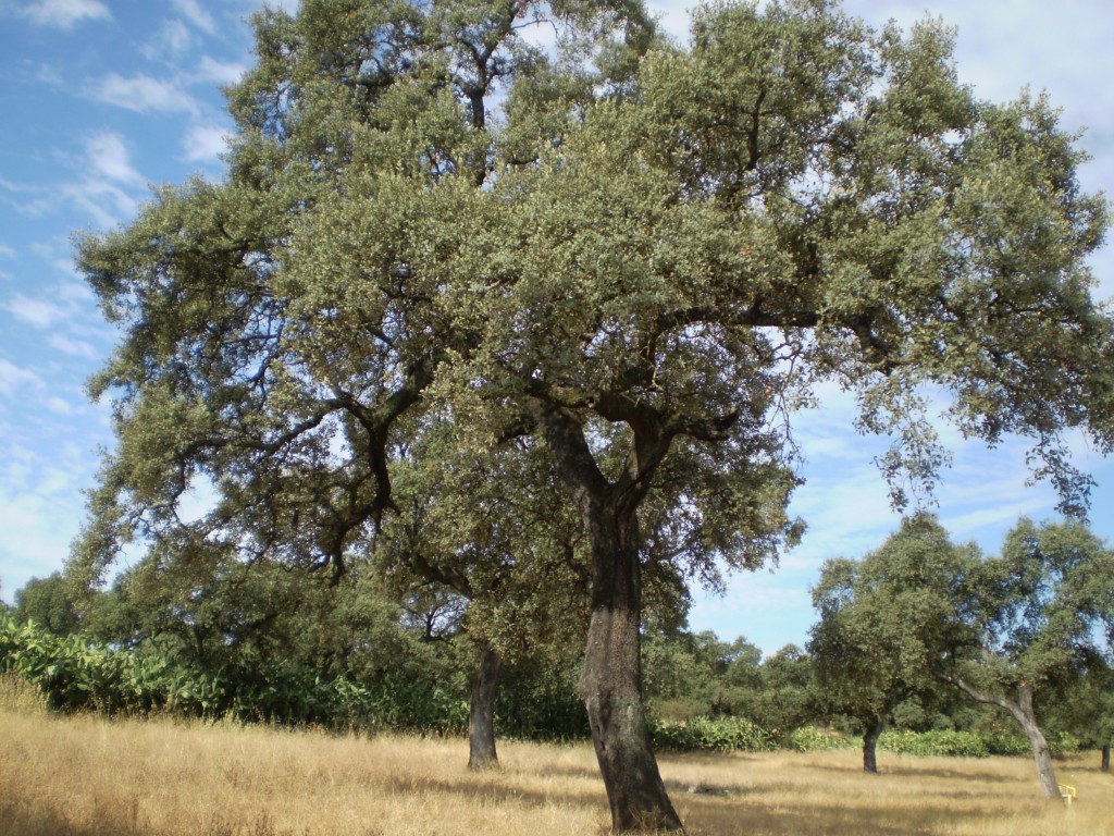 Foto de Palma Del Rio (Córdoba), España