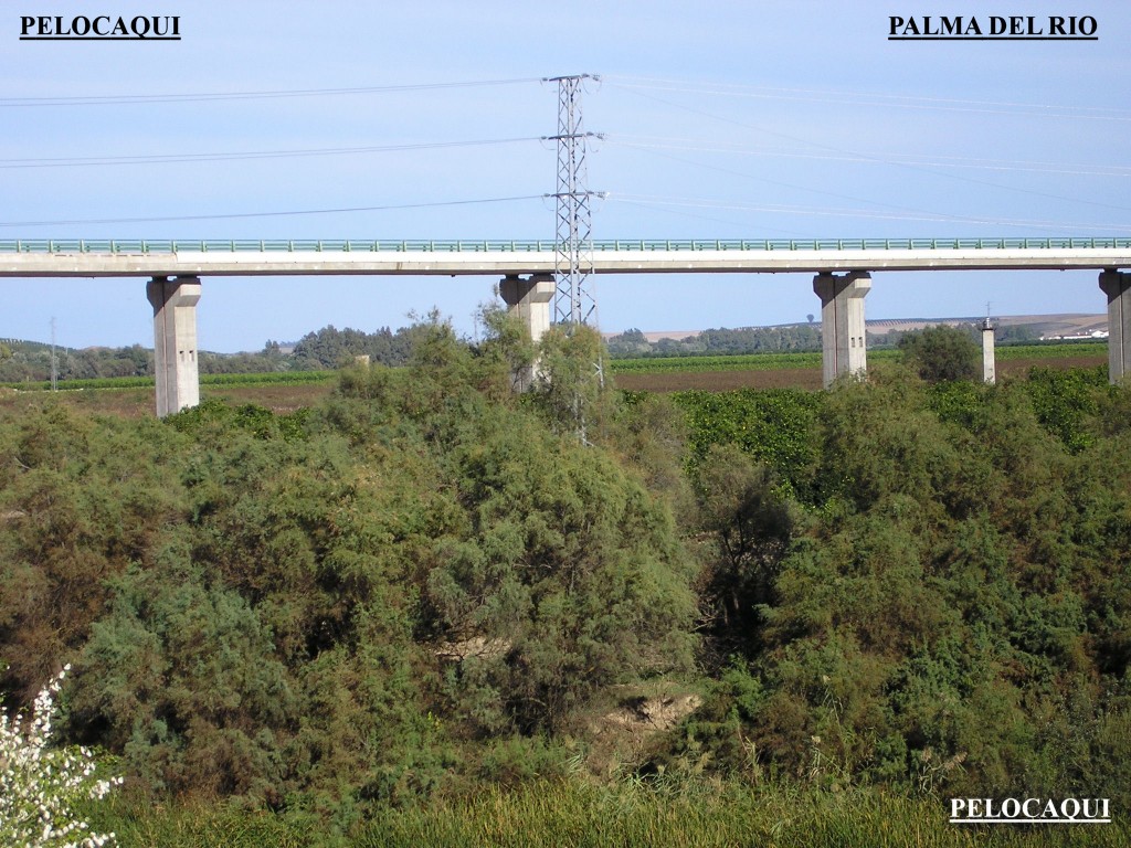 Foto de Palma Del Rio (Córdoba), España