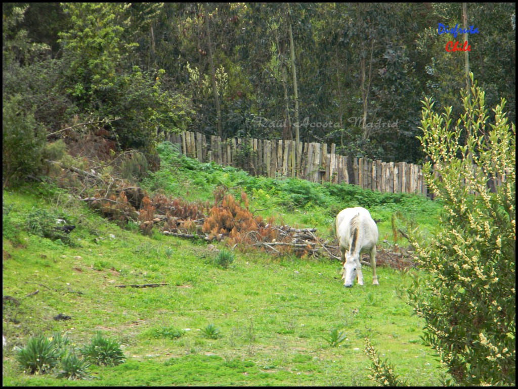 Foto de Pichilemu (Libertador General Bernardo OʼHiggins), Chile