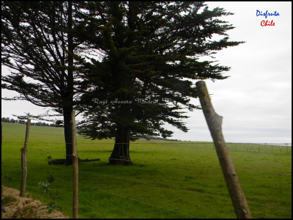 Foto de Pichilemu (Libertador General Bernardo OʼHiggins), Chile