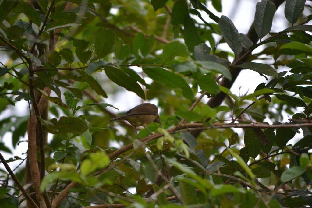 Foto de La fortuna, San Carlos (Alajuela), Costa Rica