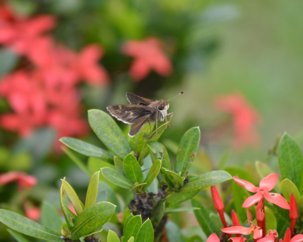 Foto de La fortuna, San Carlos (Alajuela), Costa Rica