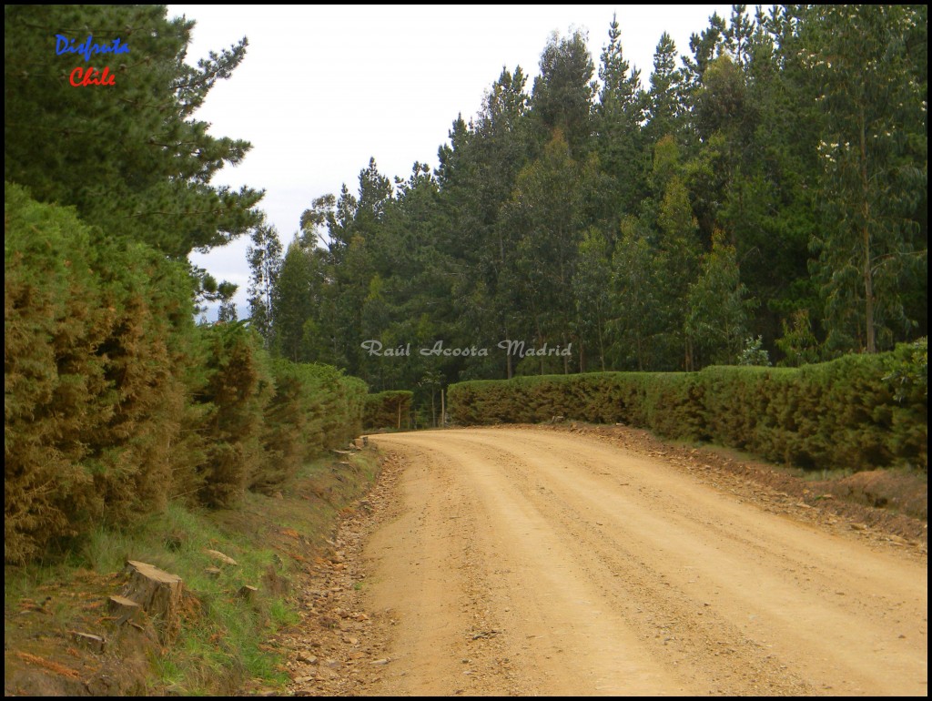 Foto de Pichilemu (Libertador General Bernardo OʼHiggins), Chile