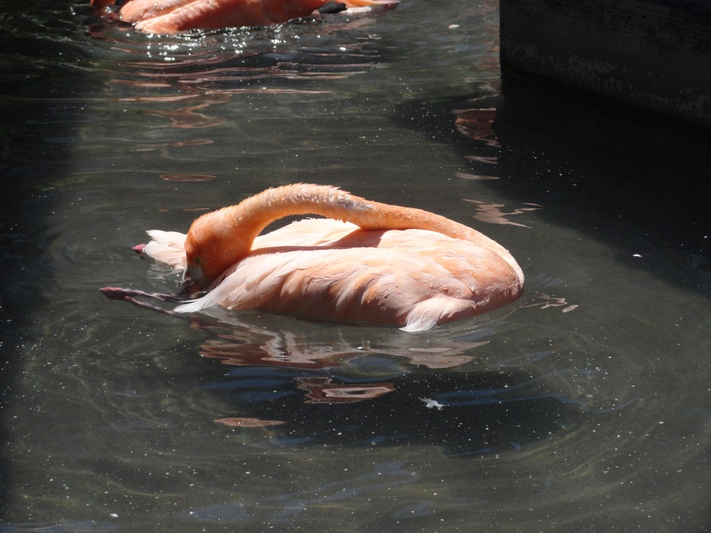 Foto: Flamingo - Baños (Tungurahua), Ecuador