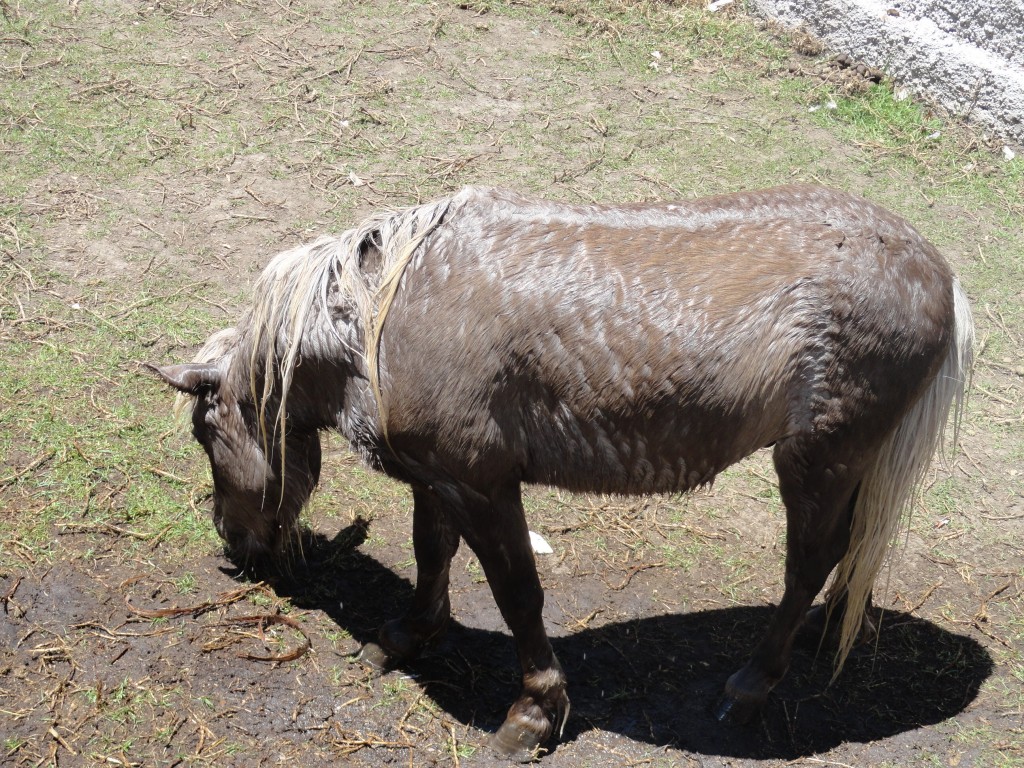 Foto: Pony - Baños (Tungurahua), Ecuador