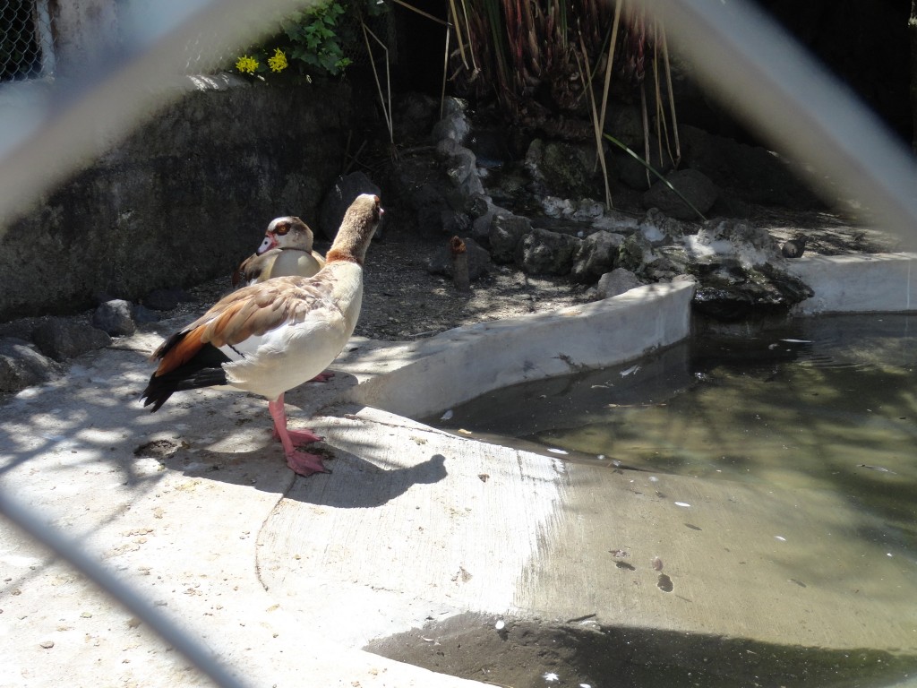 Foto: Pato - Baños (Tungurahua), Ecuador