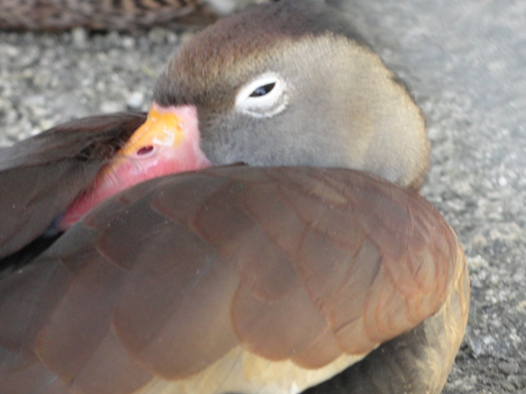 Foto: Pato - Baños (Tungurahua), Ecuador